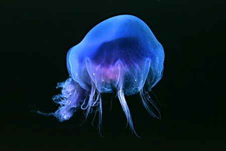 Jellyfish - Nikon F50, 60mm. Isle of Man by Paul Maddock 