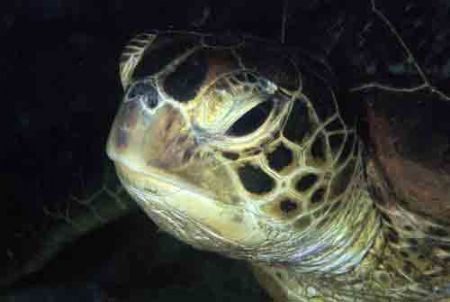 turtle in nith diving by Virga Riccardo 