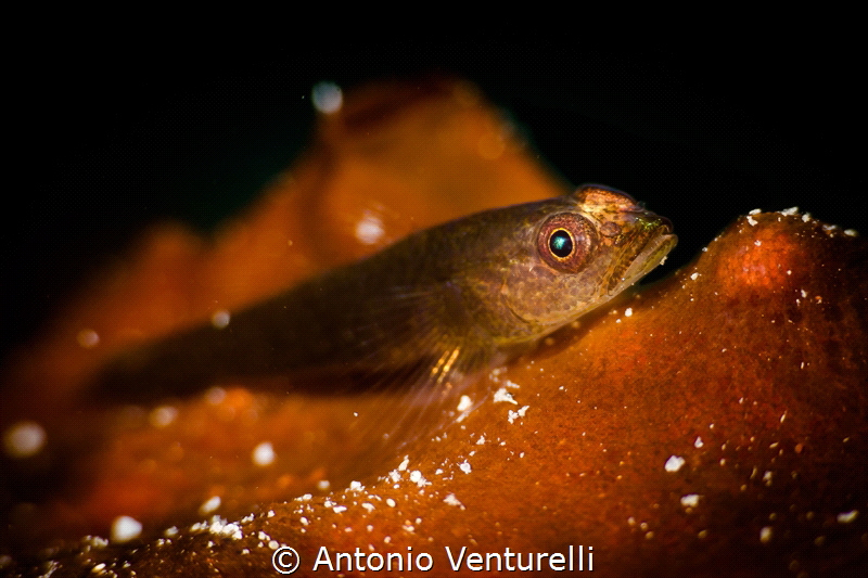 Super macro with a wet diopter for this specimen of a lit... by Antonio Venturelli 