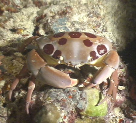 Small noucternal crab, taken aboard the Bilikiki March 20... by Marylin Batt 