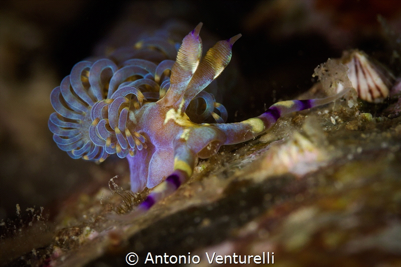 Pteraeolidia semperi nudibranch_Nha Trang_Feb 2024
(Cano... by Antonio Venturelli 