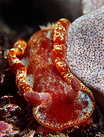 Extra red nudi in Taiwan today !! by Alex Tattersall 
