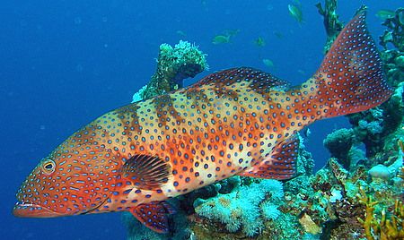 Coral Grouper off Sharm, Olympus SP-350, Sea&Sea YS-25 st... by Carl Wrightson 