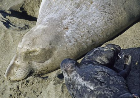 eleghant seal mother wiyh newborn pup taken with nikon 80... by Victor Zucker 
