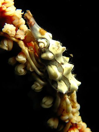 Zeno The Crab! It was hanging on a whip coral on a wall d... by Ed Eng 