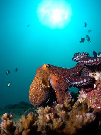 Octopus walking along reef. Olympus 5050, Inon WAL, singl... by Kristin Anderson 