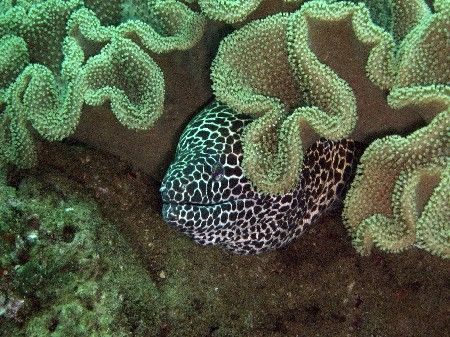 Coral and the Moray eel by David Johnson 