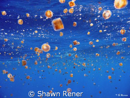 Thimble Jellyfish-"Spring Bloom" Puerto Adventures, Mex.-... by Shawn Rener 