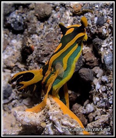 If only I had seen what this nudi was doing; I would have... by Yves Antoniazzo 