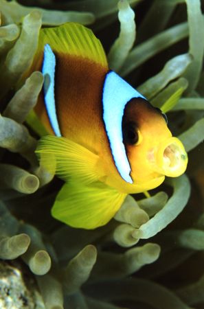Clownfish - Red Sea, Naama bay - Nikon F50, 105mm by Paul Maddock 