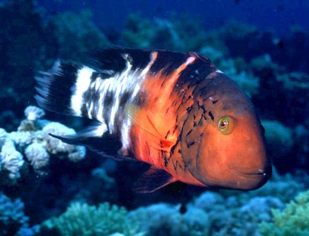 'STOP LIGHT' Parrot fish. Cayman Brac. Housed Nikon F; 24... by Rick Tegeler 