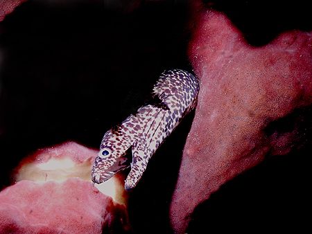 This photo of a Spotted Moray was taken in Roatan.I used ... by Steven Anderson 
