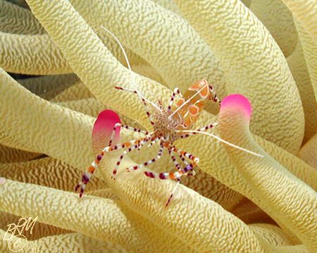 Spotted Cleaner Shrimp from Bonaire. Nikon 990 with Ikeli... by Brian Mayes 
