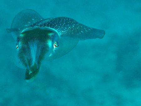 Squid, Grand Cayman. D70, 105 mm macro, two strobes. by David Heidemann 