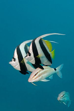 Bannerfish with goatfish. Canon 20D/Subal, Sigma 17-70, s... by Kristin Anderson 