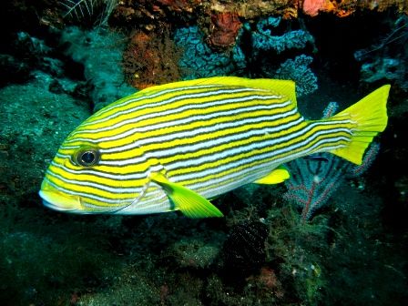 Ribbon Sweetlips at cleaning station...i guess. It didn't... by Mohan Thanabalan 