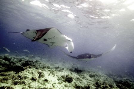 Mantas in the Maldives. 2006. by Chris Wildblood 