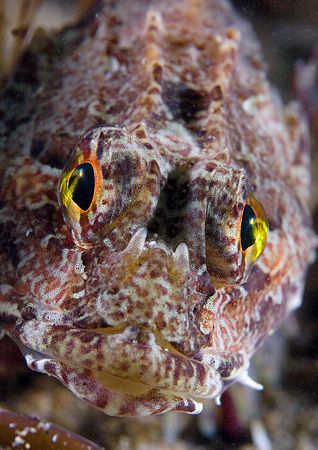 Long-spined scorpion fish.
Trefor Pier, N. Wales.
D200,... by Mark Thomas 