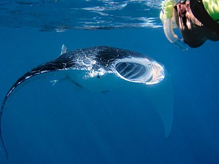 Snorkeling with manta rays is awesome - doubly so when th... by Kristin Anderson 