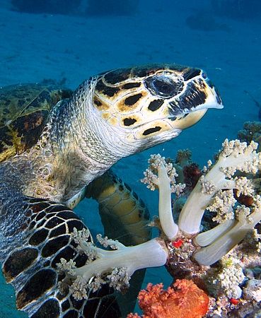 Turtle eating some softcorals at Yolanda reef, Ras Mohame... by Nikki Van Veelen 