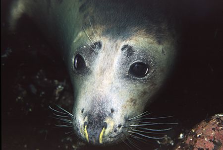 Seal - Farne Islands UK - Nikon F50, 60mm, Single YS60 st... by Paul Maddock 