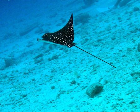 Baby eagle ray learning to fly - taken with an Olympus Ca... by Anna Wright 