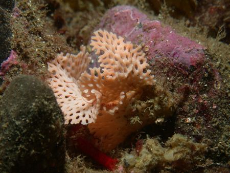 another nice bryozoan, probably Reteporella, this kind of... by Cesar Cardenas 