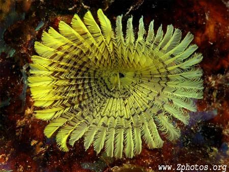 This yellow fanworm can be found under rocks and ledges. ... by Zaid Fadul 