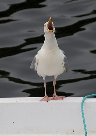 Herring gull.
Stornaway harbour.
D200, 28-300mm. by Mark Thomas 