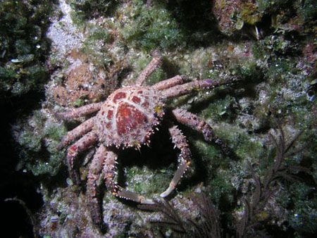 Reef crab,camera olympus c-5050 ikelite ds-125 strobe, wa... by Ray Eccleston 