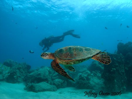 This is really just one huge turtle and some diver is tou... by Jeffrey M Owen 
