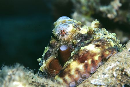 Octopus - Na'ama bay, Red sea - F50, 105mm, single YS60 s... by Paul Maddock 