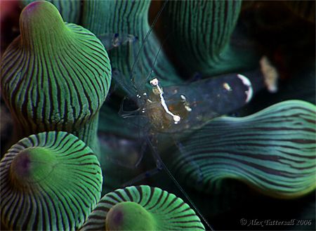 Bubble anenome shrimp ... by Alex Tattersall 