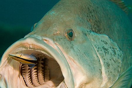 Large cod patiently getting some dental work done. Canon ... by Kristin Anderson 