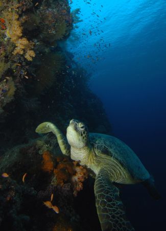 Found this lazy turtle resting on the reef ;-) by Paul Hunter 
