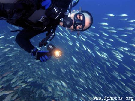 My dive buddy in front of a large school of juvenile Tomt... by Zaid Fadul 