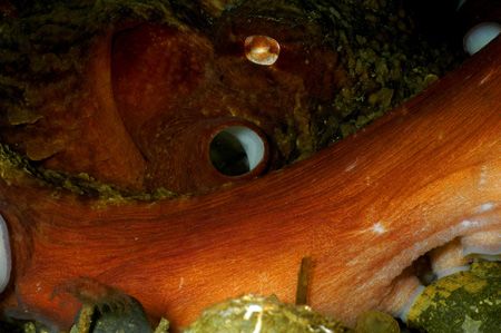 'Cyclops' A giant pacific octopus in it's den at Day Isla... by Greg Amptman 