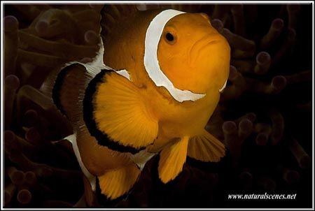 This clown fish is my first decent under water SLR pictur... by Yves Antoniazzo 