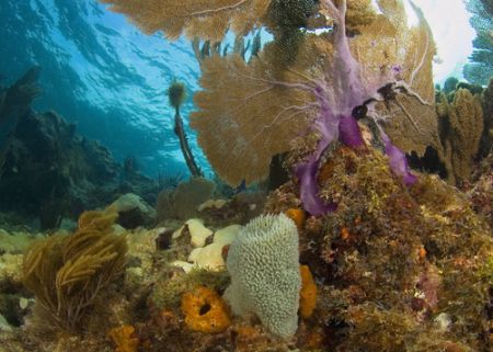 Reef scene. D70, fisheye lens, two strobes. Marathon Key,... by David Heidemann 