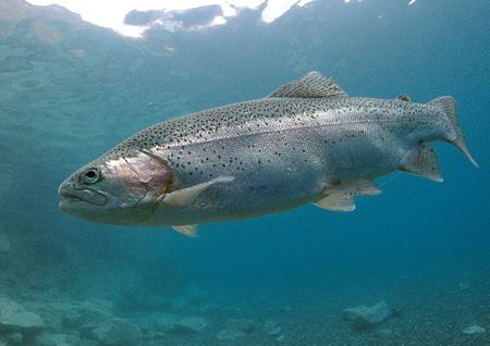 Rainbow trout.
Capernwray.
F90X, 16mm. by Mark Thomas 