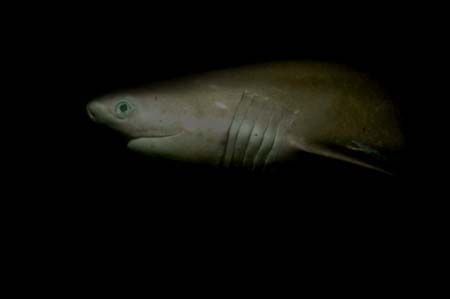 'Six Gill Shark' It kills me to think that some people sp... by Greg Amptman 