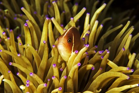 pink anemone fish taken in anilao,philippines by Parvin Dabas 