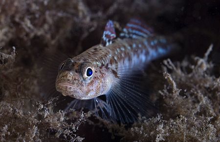 Very small Painted goby. Harris.
Scotland. D200,60mm. by Derek Haslam 