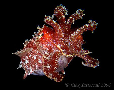 Another fav.. cuttlefish !! e900 by Alex Tattersall 