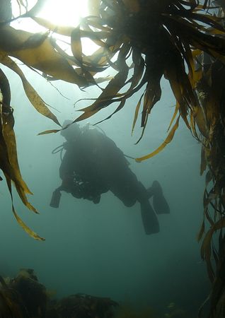 Mr Haslam in silhouette and framed by kelp.
Porth Ysgade... by Mark Thomas 