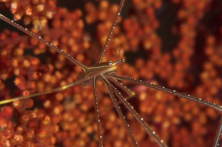 Spider crab - Lembeh 2006 - D70, 105mm, twin DS50s. by Simon Pickering 