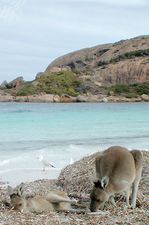 A couple of Roos relaxing on the beach at our shore dive ... by Brian Mayes 