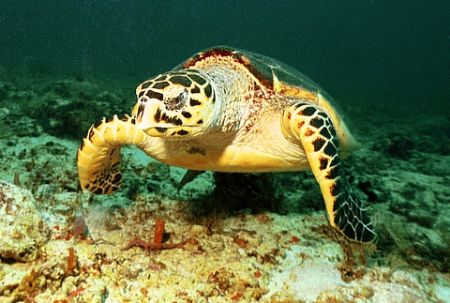 Hawksbill turtle - Taken in Puerto Adventuras Tortugas di... by Michael Salcito 