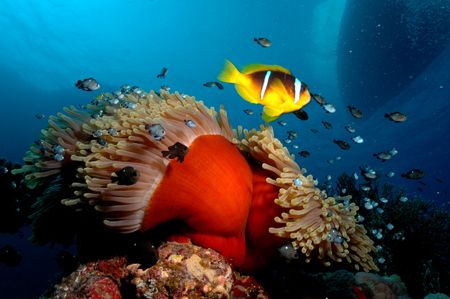 Clownfish & anenome wide angle shot with boat on surface ... by Simon Pickering 