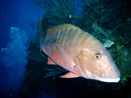 Snapper by Peter Foulds 